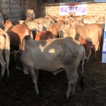 5880 نازحا يستفيدون من لحوم الأضاحي